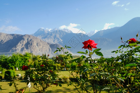 玫瑰城幸巴基斯坦吉特市尔俾提斯坦GilgitBaltistan的Jutial清晨雾与夏季绿色树叶和卡拉科姆山脉的风景对比天空谷安宁背景