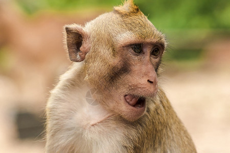 猴子头部素材猴灵长类动物马卡克吃螃蟹的麦寻找有趣的东西漫画身体有棕色头发尾巴长于身体度头部中间的发直地指着方向拥有背景