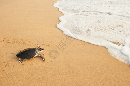 孟绿海龟宝第一次去大海是第一次孩子生活图片