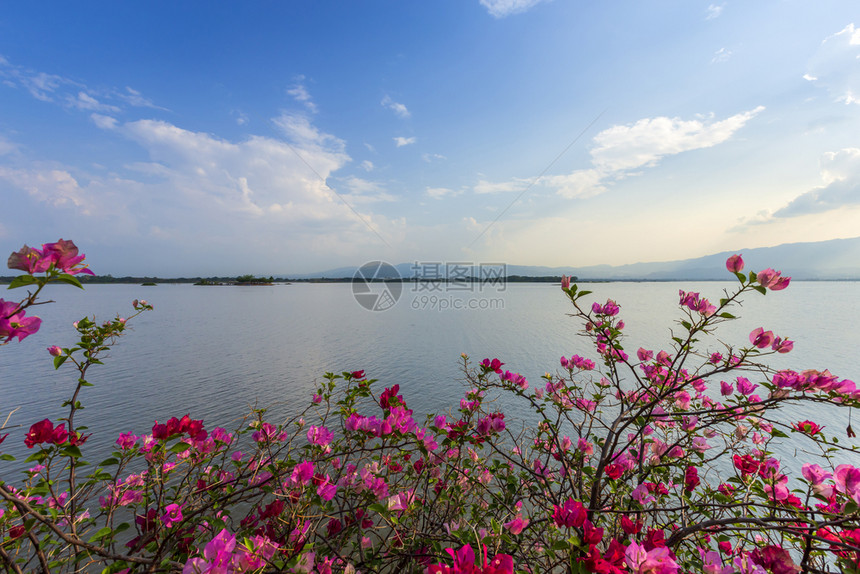 花园在泰国北部Phayao省KwanPhayao的KwanPayao日落时紫花朵在湖上或大沼泽山峰和蓝色飞天下九重葛轮廓图片