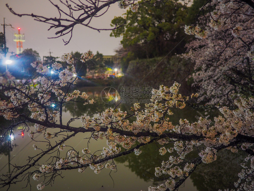 细节日本樱桃花在城堡的护服和墙前夜间模糊花见图片
