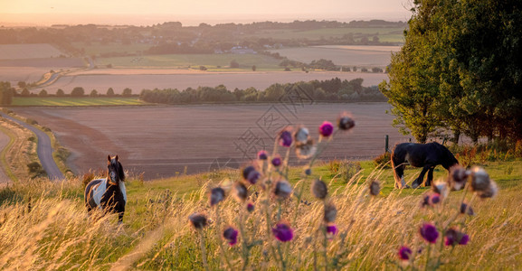 一种场地在温暖的阳光下在乡村景观中放牧的马匹在蓝色黄和橙的蓝草地上放牧在英国埃夫斯伯里的视野开阔在温暖的阳光下在乡村景观中放牧的背景图片