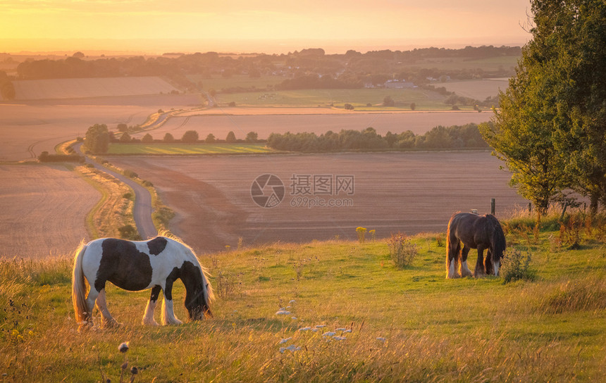 天环境在温暖的阳光下在乡村景观中放牧的马匹在蓝色黄和橙的蓝草地上放牧在英国埃夫斯伯里的视野开阔在温暖的阳光下在乡村景观中放牧的马图片