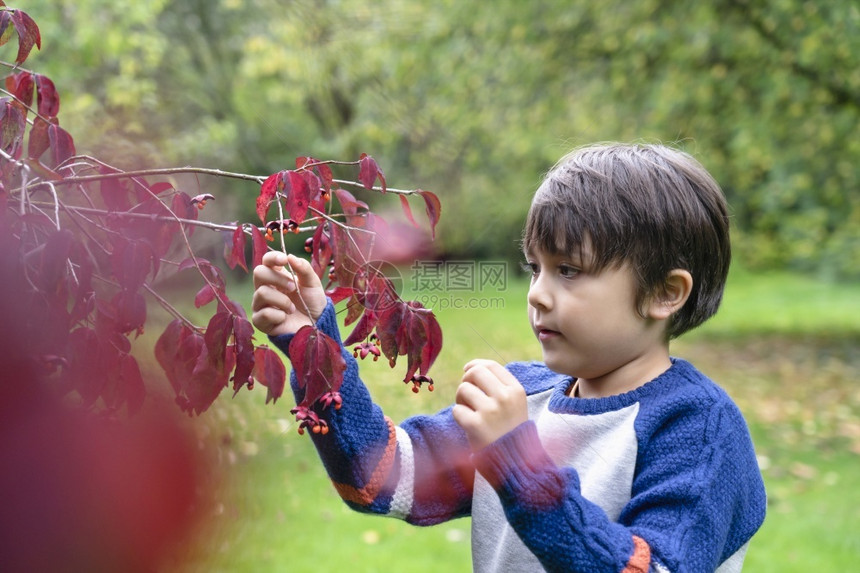 白种人幸福叶子长毛小孩指着蜘蛛的手爬在红叶上可爱的小男孩骄傲的脸露出野小昆虫在秋叶上儿童探险家和学习野在秋天图片