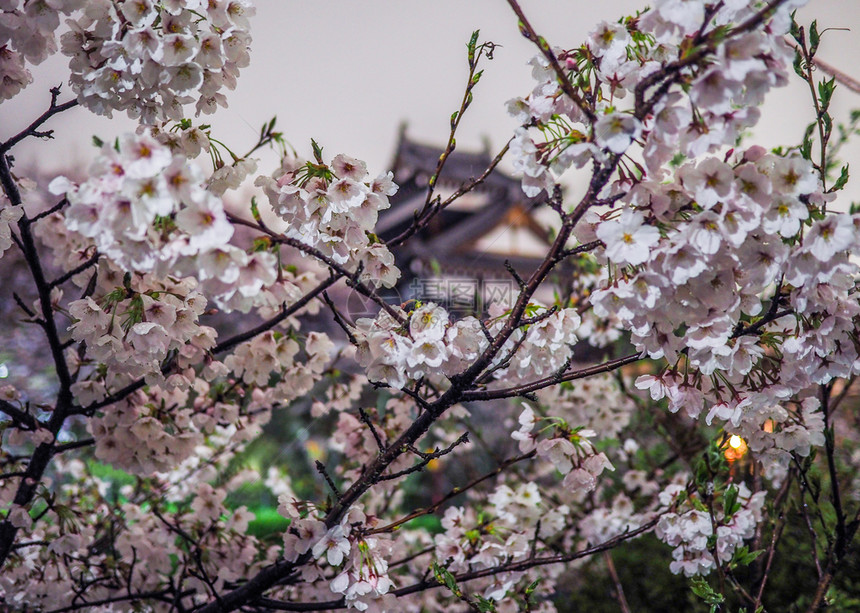新鲜的地标季节古老日本城堡后面樱桃花图片