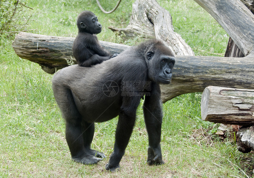 学习携带婴儿大猩背靠母亲公园图片