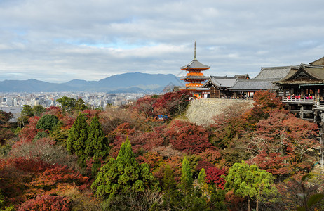 清水寺著名的日本京都清美津寺庙秋天彩色风景的落幕神社背景图片