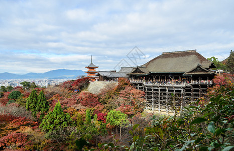 日本京都清美津寺庙秋天彩色风景的落幕美丽点树背景图片