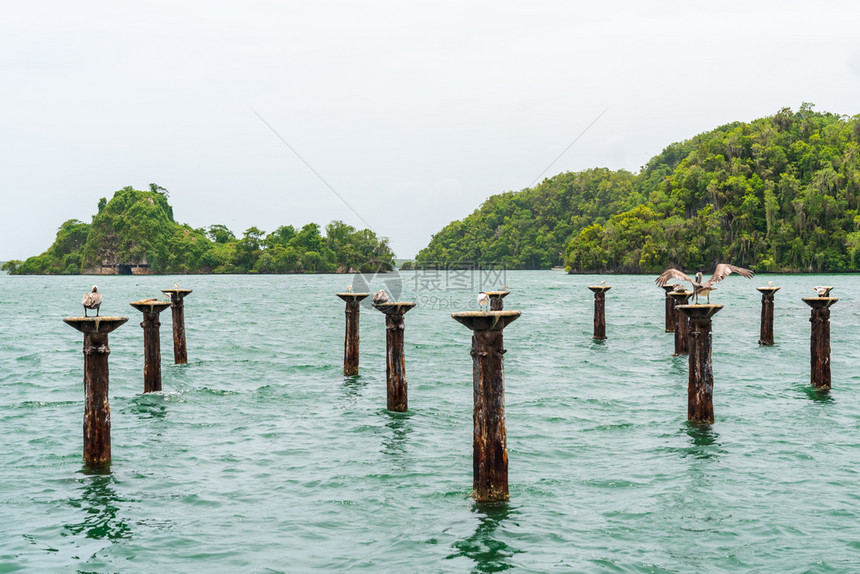 海地人的公园称加勒比人霍隆巴曼格罗夫斯HalongBayMangroves热带森林丰富多彩热带鸟类和海牛多米尼加海岸充斥着小型岛图片