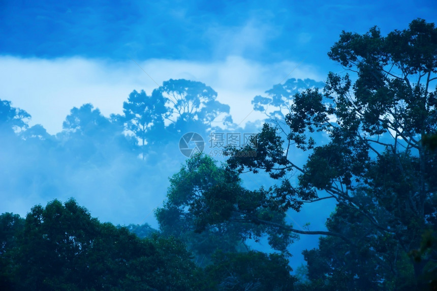 多雾路段艺术雨林蓝色迷雾中原始森林的神秘空中观察泰国高亚井家公园前方KhaoYai公园大木浅棕树教科文组织世界遗产地点选择重图片