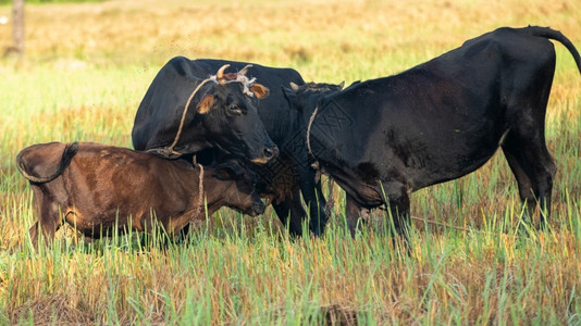 草晚上在稻田里照顾新生的幼牛崽在母鹿肚子下寻找一顿快餐注小牛和是羊腹食物为了图片