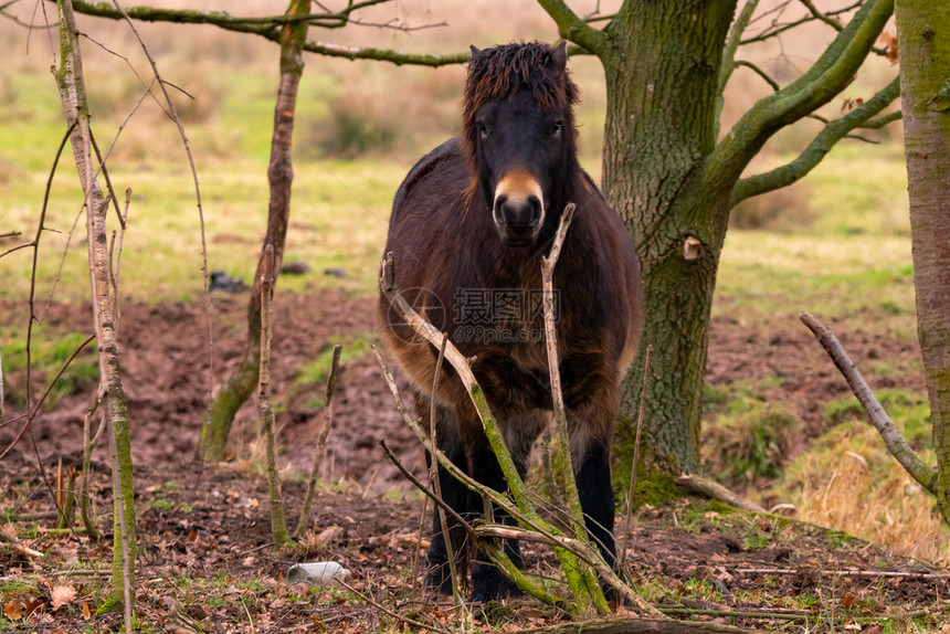 放松草地保护区内树木之间的Exmoor小马RhadenExmoor小马头落叶图片