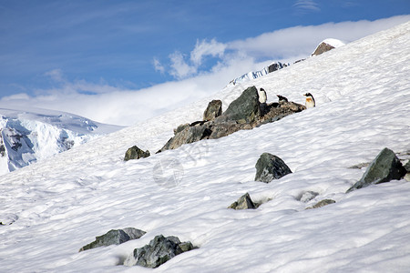 块动物在南极洲雪和冰之间山中企鹅的繁殖地高在山上手表图片
