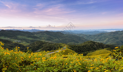 植物全景山峰日出场泰国梅洪森省DoiMeaUKoh与墨西哥野生日葵花谷TungBuaTong一起场地目的背景图片