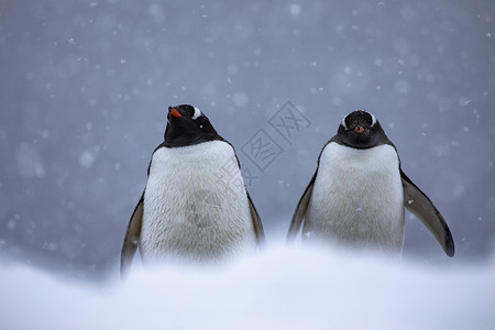 几只可爱的企鹅坐在雪中等待好天气的到来手表黑与白消除图片