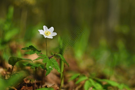 四月海葵青草中的春白花阿内莫尼Anemoone开花高清图片