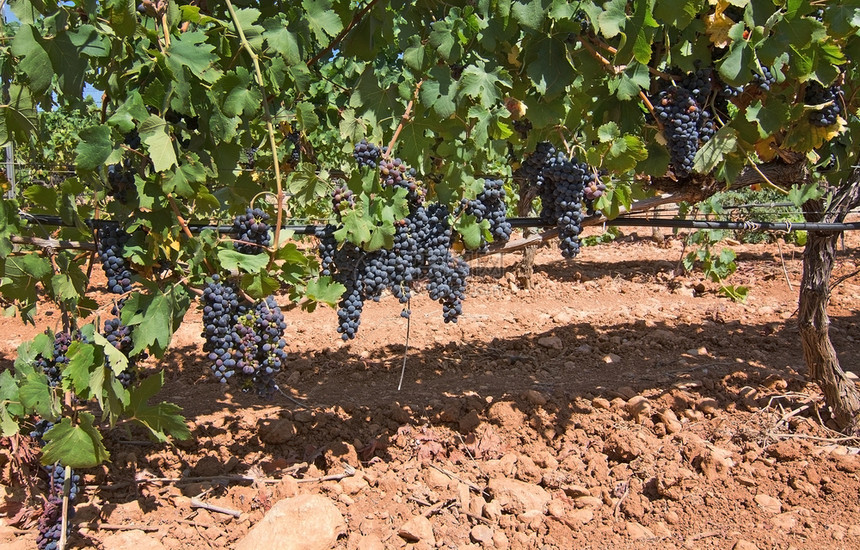 酒精落下一种在西班牙马洛卡阳光明媚的一天在马洛卡葡萄园中储藏着成熟的麦洛卡葡萄园图片