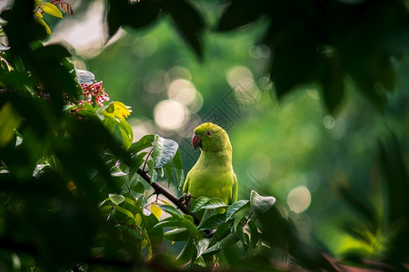 印度环颈鹦鹉品尝荒野高清图片