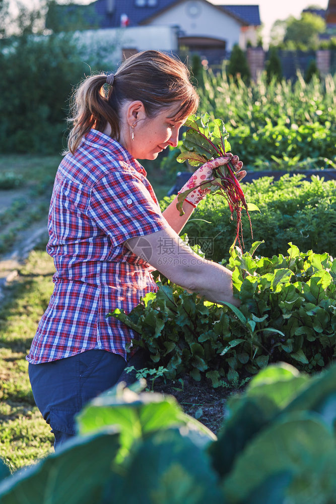 春天坦率女人在后院的一家庭花园工作采摘蔬菜把卡迪德人真实时刻情况放在木箱里图片