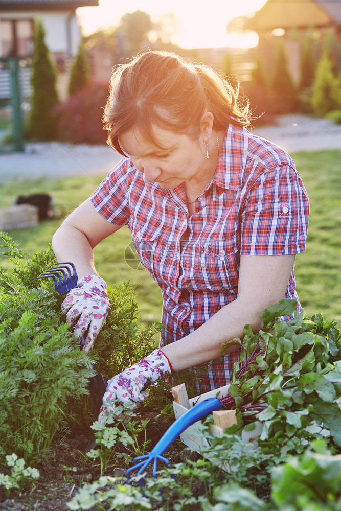 晴天女人在后院的一家庭花园工作采摘蔬菜把卡迪德人真实时刻情况放在木箱里欢乐的有机图片