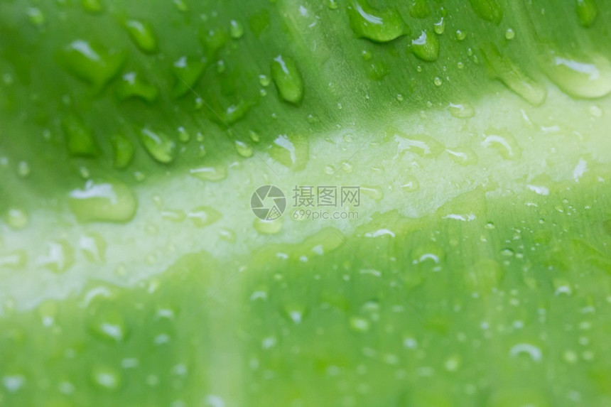 气候早上有水滴的绿叶生活树图片
