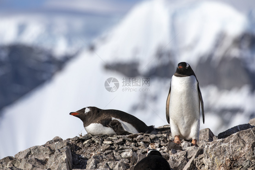 一种休息室母亲冬天在雪覆盖的山前筑巢地点一群企鹅起繁殖在雪覆盖的山前图片