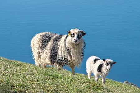 斯特雷莫伊水平的在法罗群岛StreymoyStromo岛上用羊羔绘制法罗群岛绵羊和羔的横向景象形法罗群岛光荣景观牧场放背景