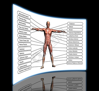 赛多利斯皮肤马格纳斯生物学高分辨率概念或3D人类解剖学和肌肉作为人体的比喻孤立在白色背景上设计图片