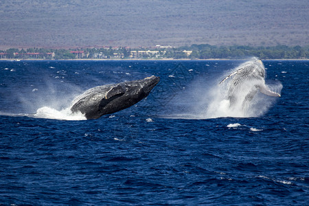 两头座鲸很少同时从蓝海跳出色的水只要巨翅目自然高清图片