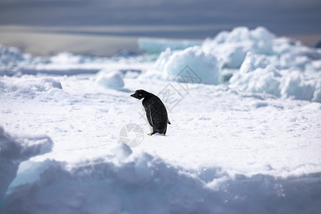 雪衣豆沙仆人阿德莉企鹅转身像白冰上的尾衣男仆鸟黑色的背景