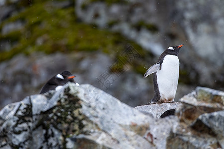 海鸟团体企鹅在山前的岩石上张展翅膀在南极洲满是苔块高清图片