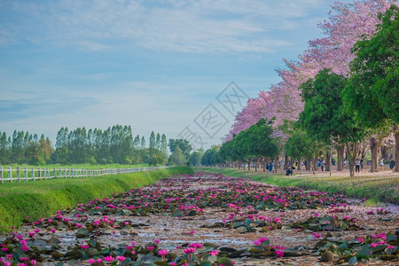 春款上市泰国农业大学的花园背景
