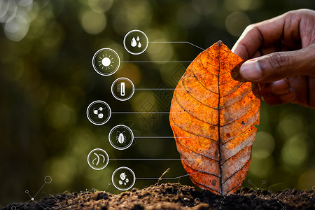 磷人类手中的叶子和技术标志人物关于退化到土壤中的树叶农业质地图片