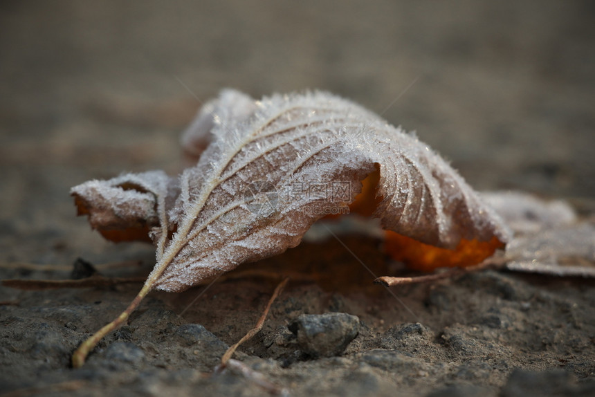 冷静沉积雾凇水平图像在寒冷的秋天一层被冰晶覆盖的石头上躺着冻叶片表面浅深的横向图像图片