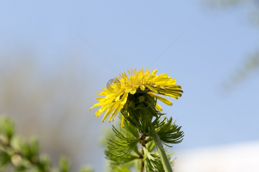 农村红色的散景黄花朵和天空关闭黄色花朵和夏蓝天空图片