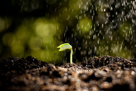 雨水哺育幼苗新的树苗在土壤中生长而雨水却在下着大黄色的春天背景