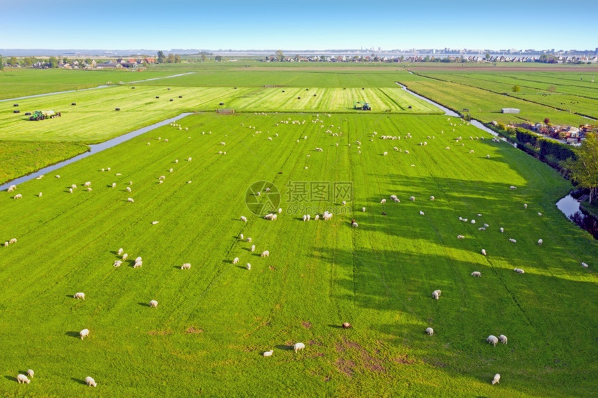 帆荷兰农村的绵羊出海荷兰农村的绵羊出海骑水图片