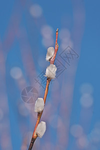 曼格萨拉家庭柔软的公园白柳灰山羊树枝配有复活节花蕾的长芽作为春天标志的柳树枝关闭户外柔软花岗春框以非常浅的DOF为背景选择焦点沙利克斯家背景