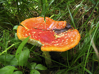 致命飞带白点的红色毒蘑菇致命的高清图片