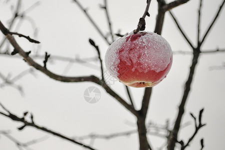 下雪过后的苹果寒冷食欲高清图片