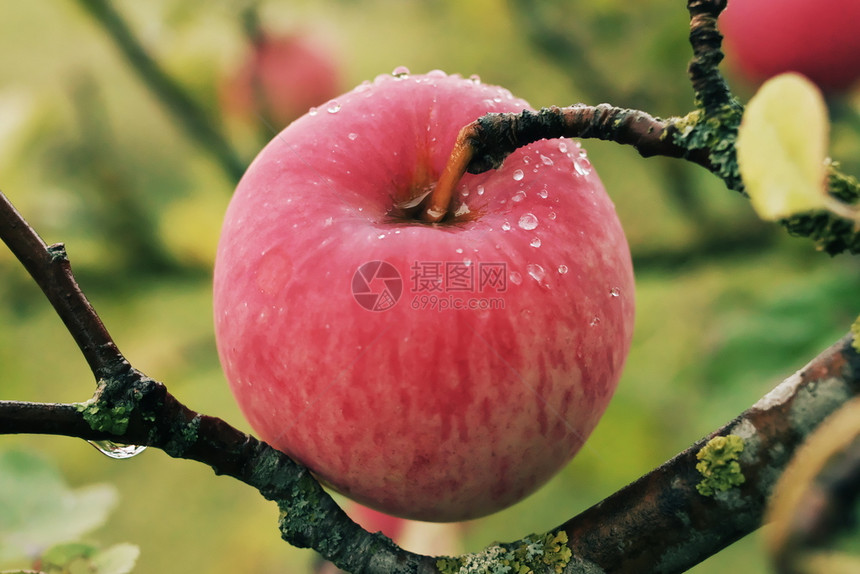 有机的横向闭合图像有选择焦点和美丽红成熟多汁苹果露在本地有机农场树枝上涂着露水的红色成熟果子bokoh健康状况地区图片