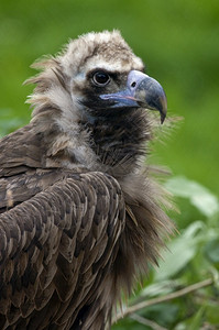 灰鹫鹰灰色的翅膀高清图片
