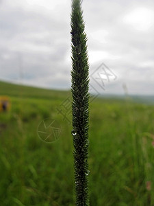 草本植物复制空间绿叶上的水滴露图片