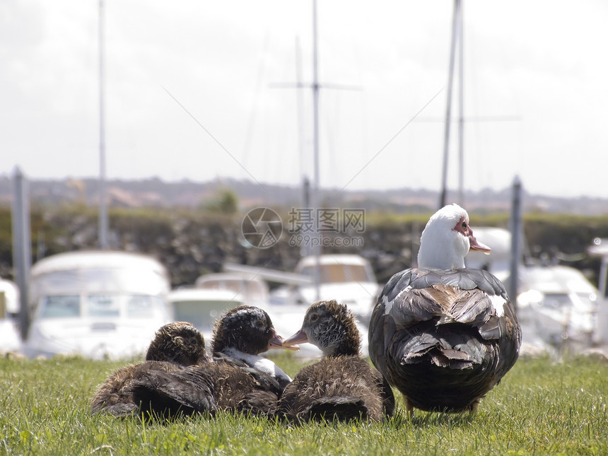 寻找船的鸭子家庭农场棕色白色孵化家禽羽毛新生小鸭子手指动物图片