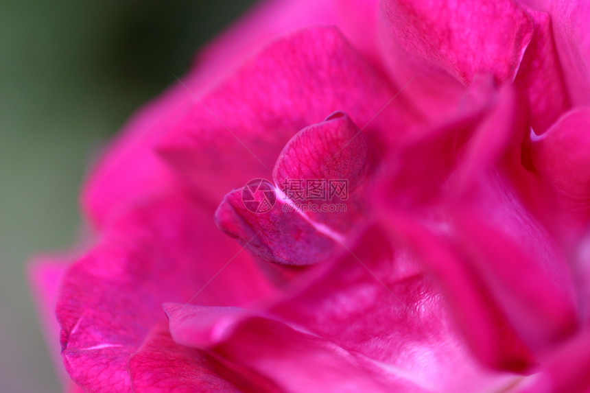 罗姆花园宏观花店花朵植物群红色植物粉色花瓣图片