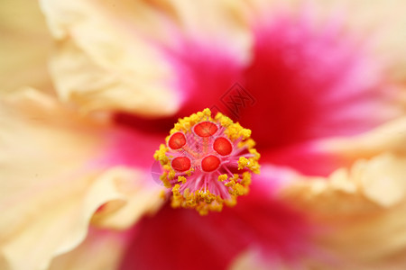 Hibiscus 静脉背景图片