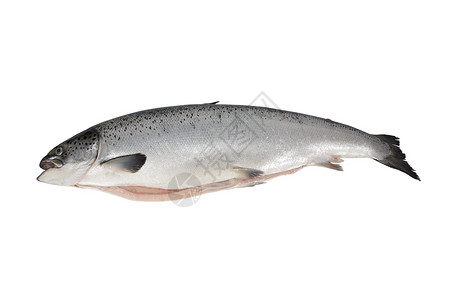 鱼海洋食物灰色十进制白色天气背景图片