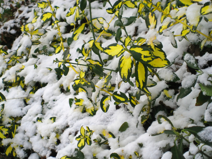 雪层覆盖的蝴蝶假图片