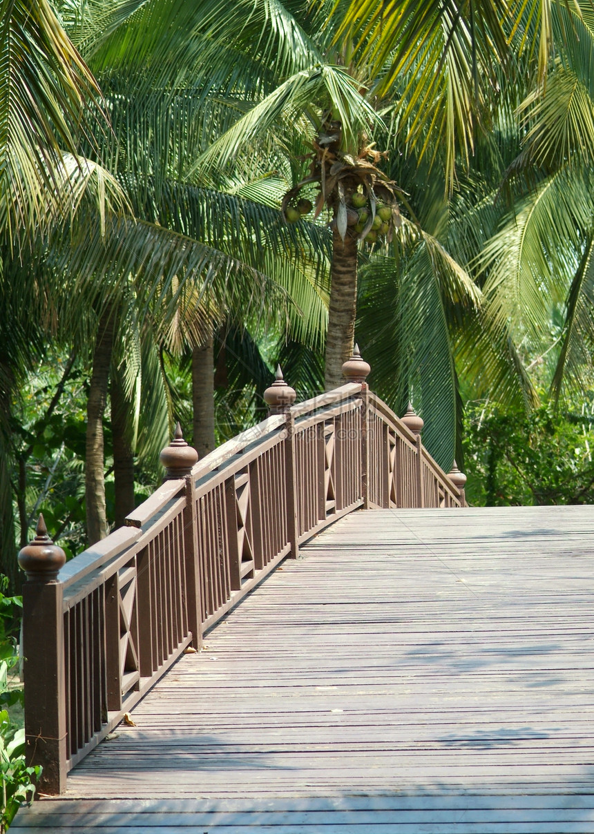 旧木桥森林绿色棕榈热带图片