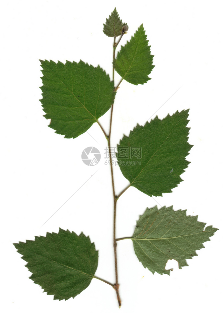 Birch 树枝桦木草本植物膀胱枝条植物药品叶子绿色图片